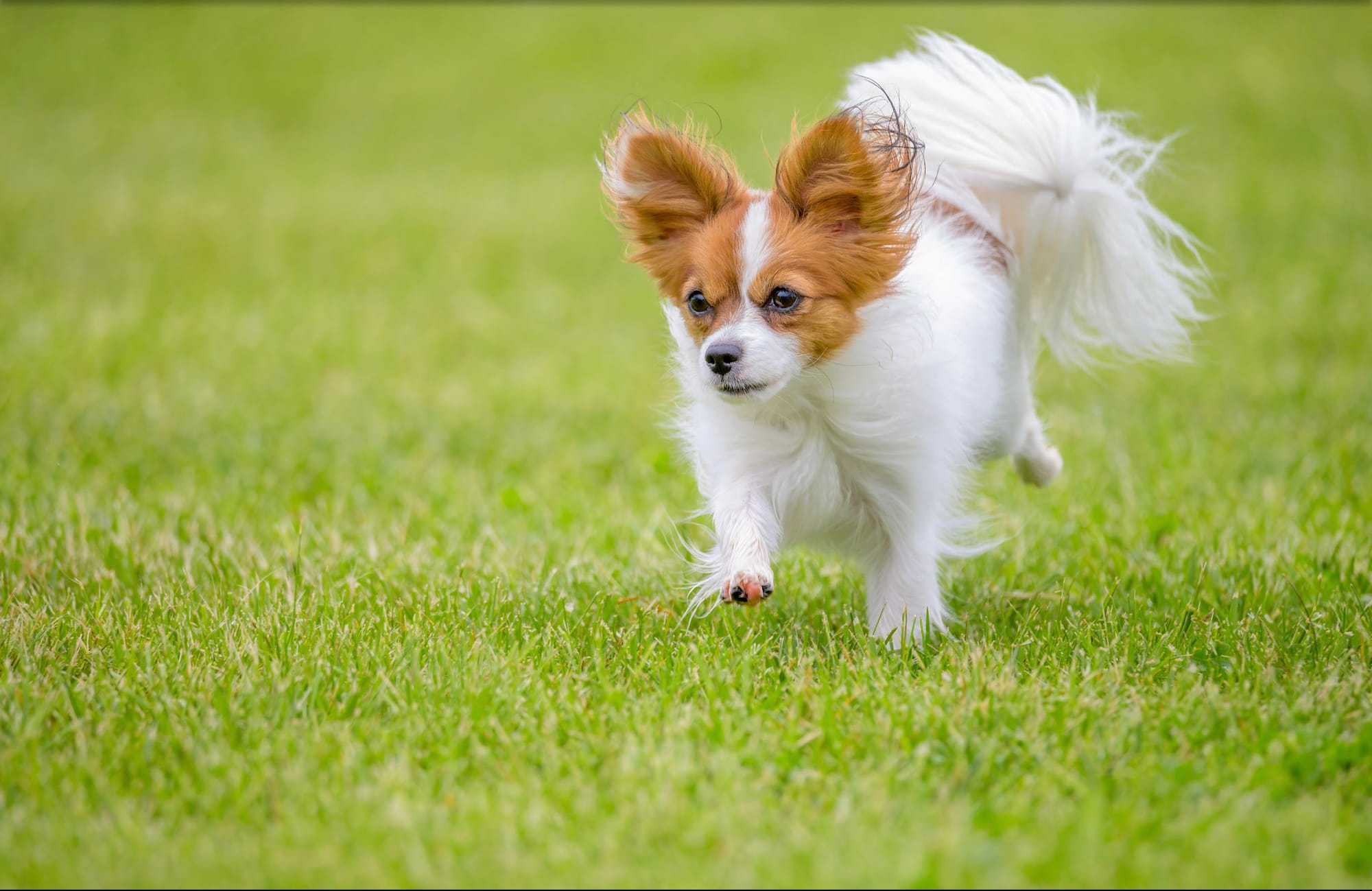 Larvae’s Evening Of The Perfect Day FDC TKN ATT RATO DN DJ