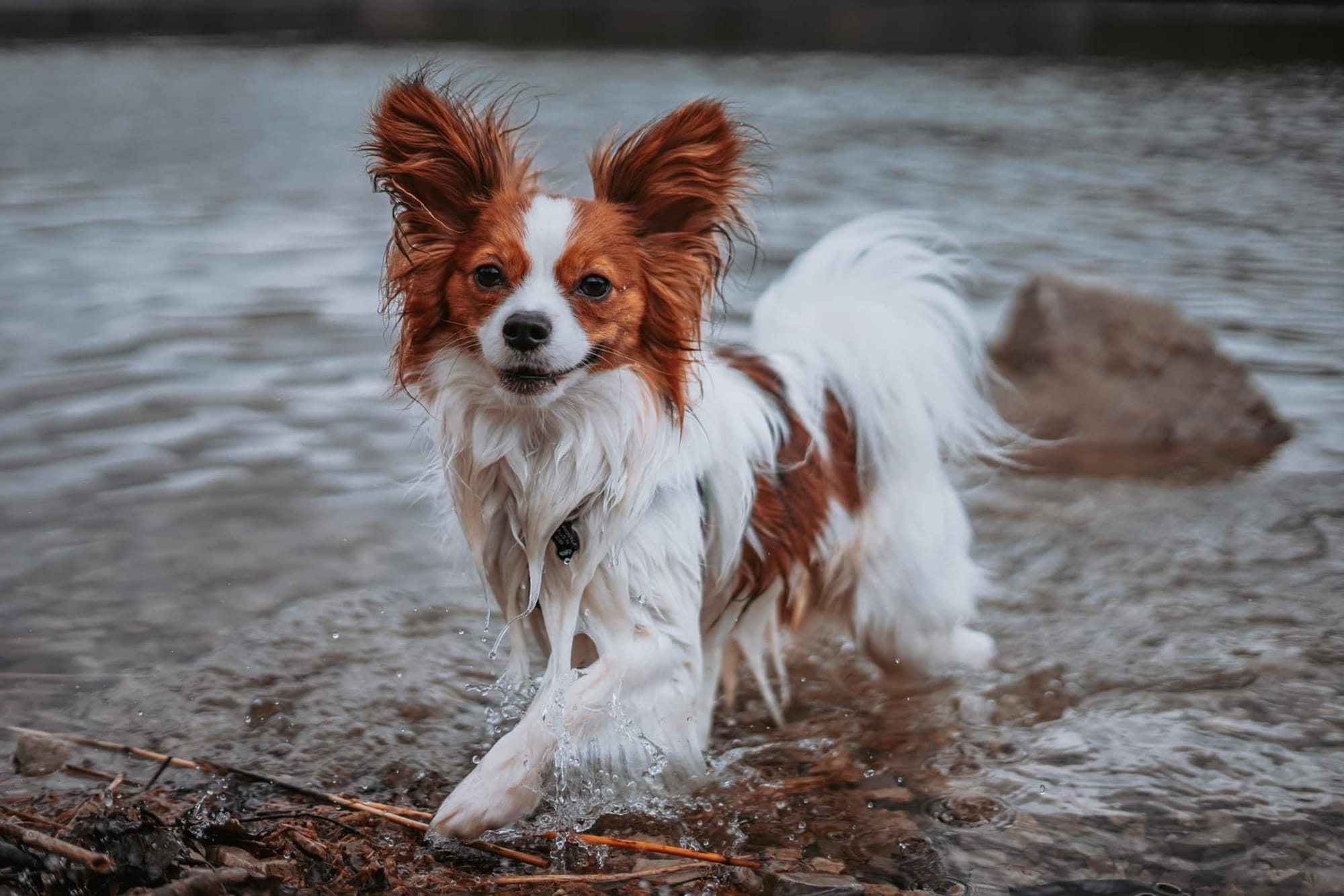 J’Adore Zelicaon Walter’s Perfect Memory FDC FCAT TKN ATT RATS FTI CAA