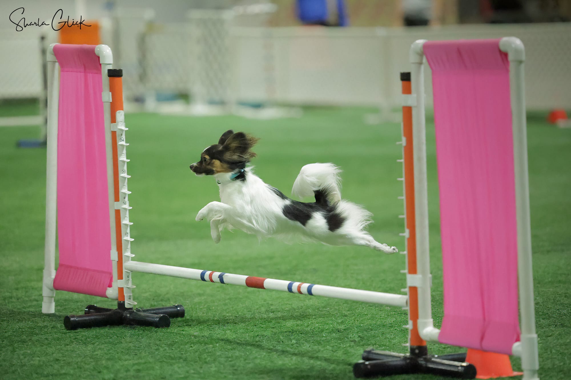 J’Adore Life’s Perfect Journey BN CD RE FDC XF AX AXJ CAA FCAT CGCA CGCU TKA RATS VHMA FTI DN DJ SSB VPA VSWB