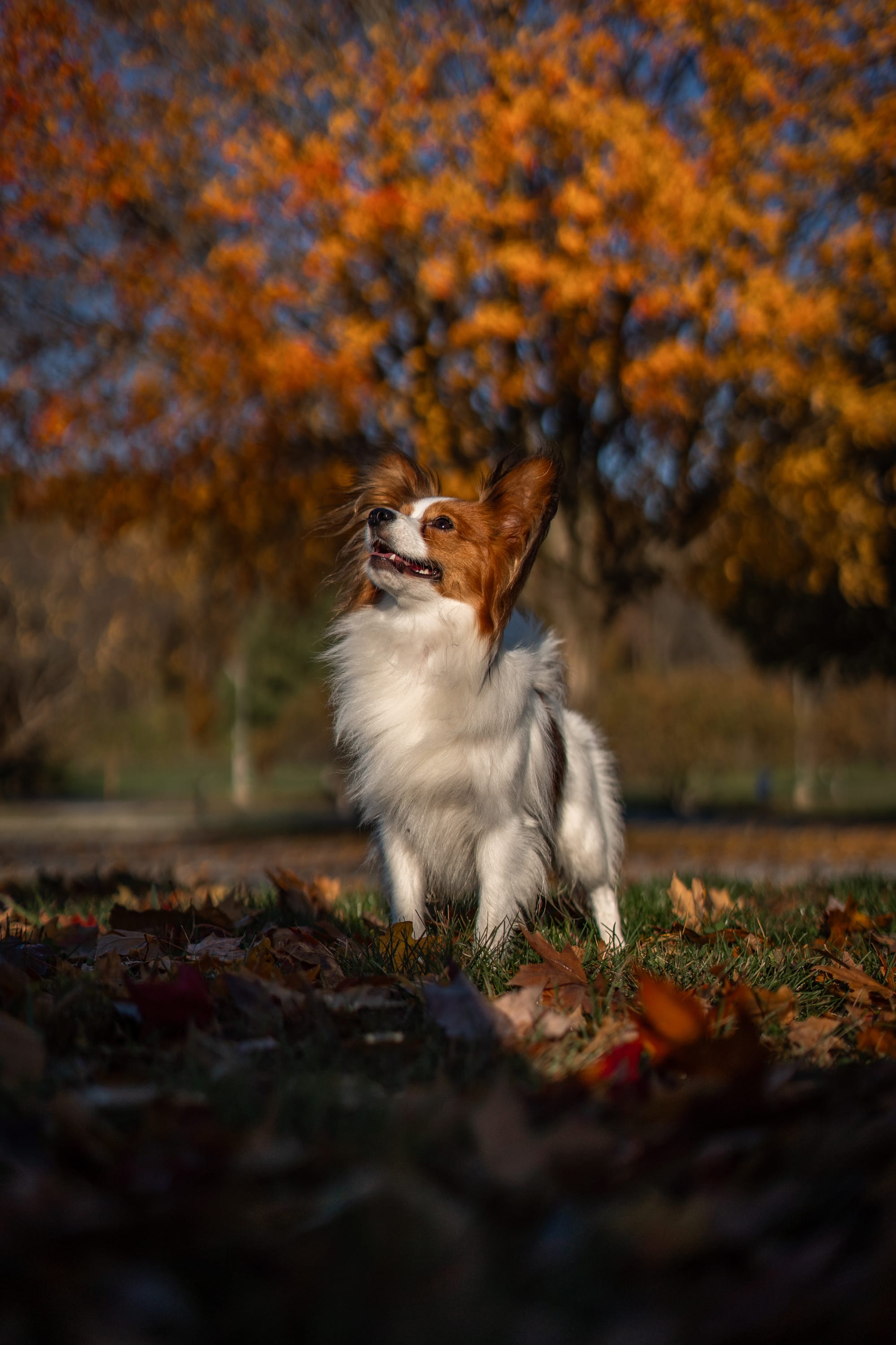 J’Adore Zelicaon Walter’s Perfect Memory FDC FCAT TKN ATT RATS FTI CAA