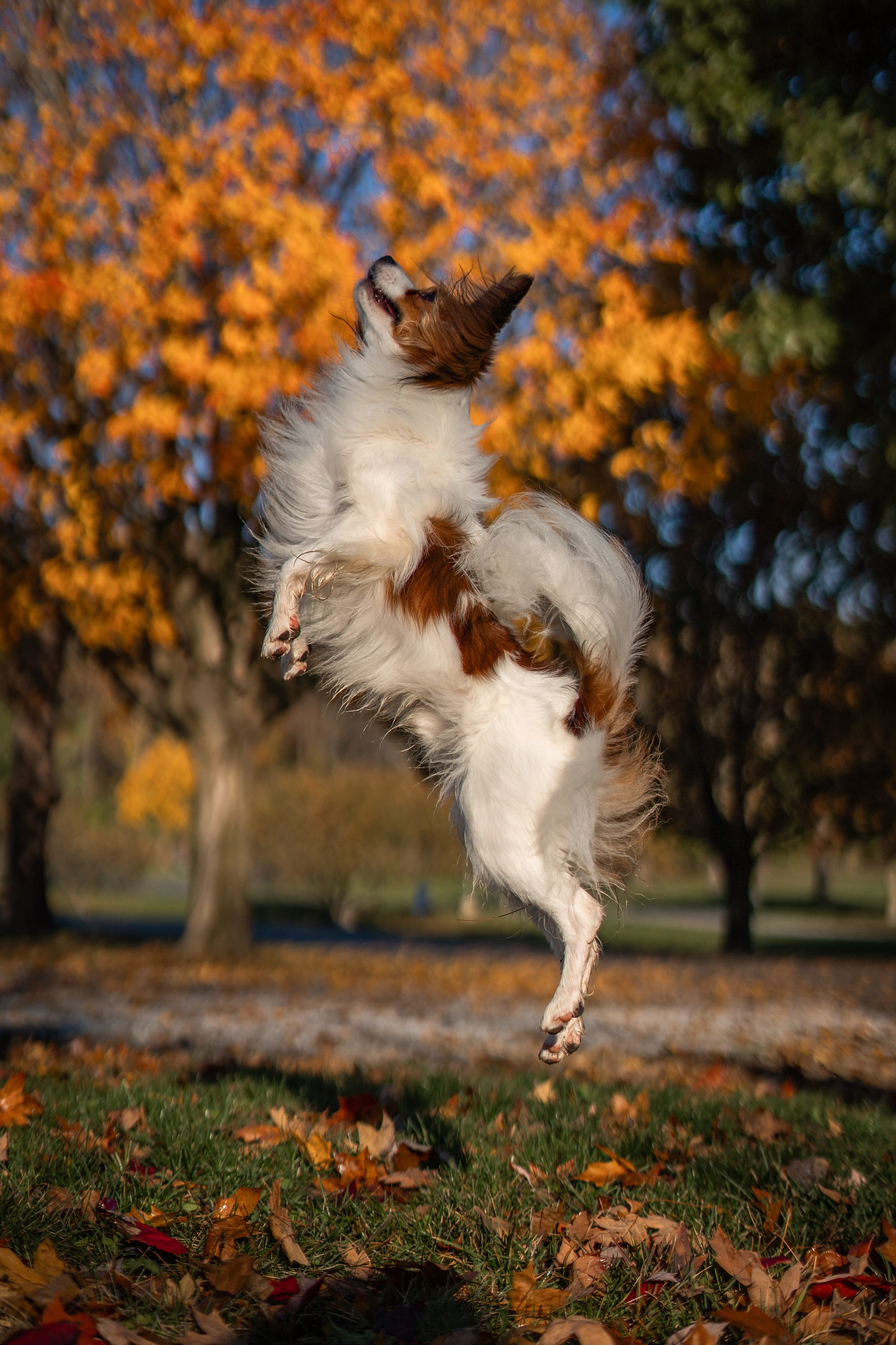 J’Adore Zelicaon Walter’s Perfect Memory FDC FCAT TKN ATT RATS FTI CAA