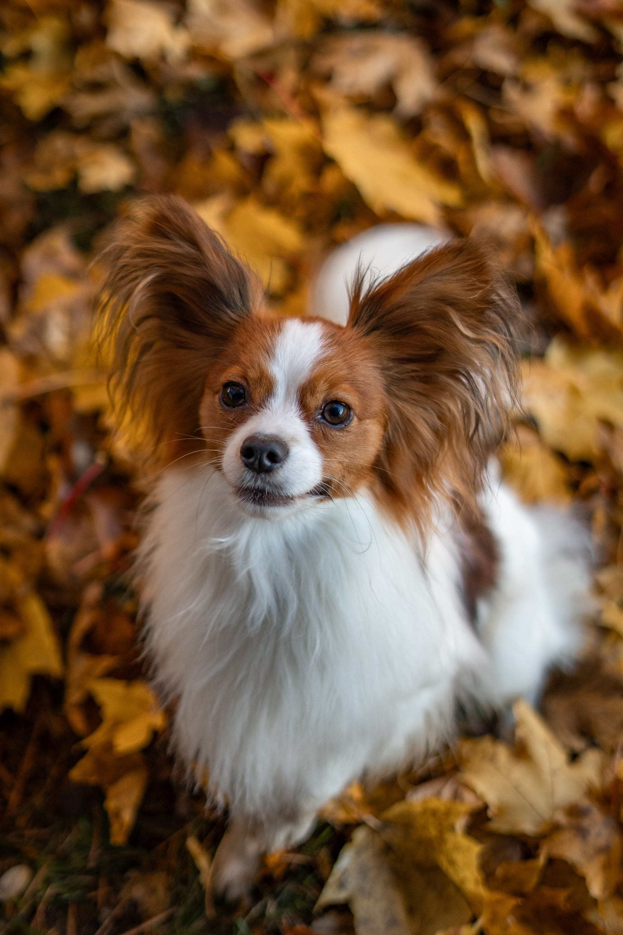 J’Adore Zelicaon Walter’s Perfect Memory FDC FCAT TKN ATT RATS FTI CAA