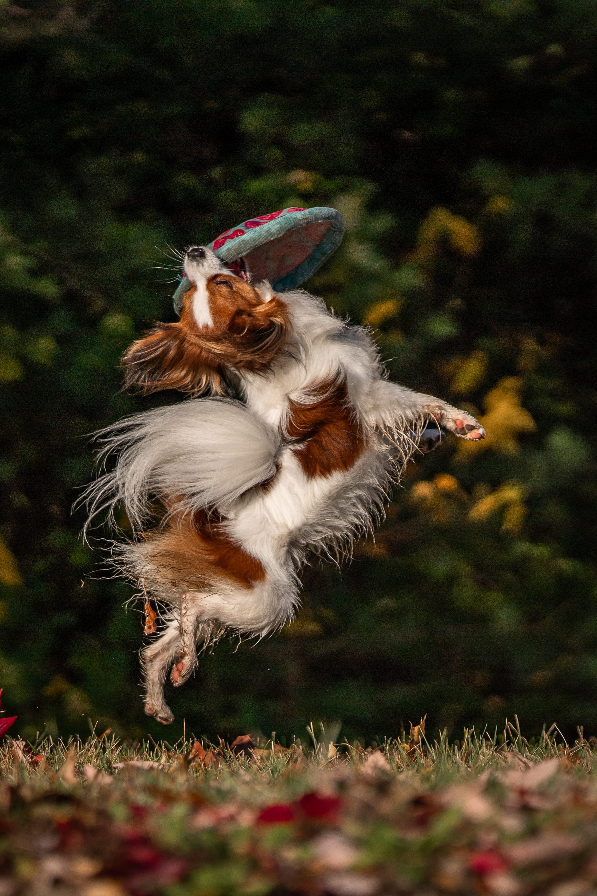 J’Adore Zelicaon Walter’s Perfect Memory FDC FCAT TKN ATT RATS FTI CAA