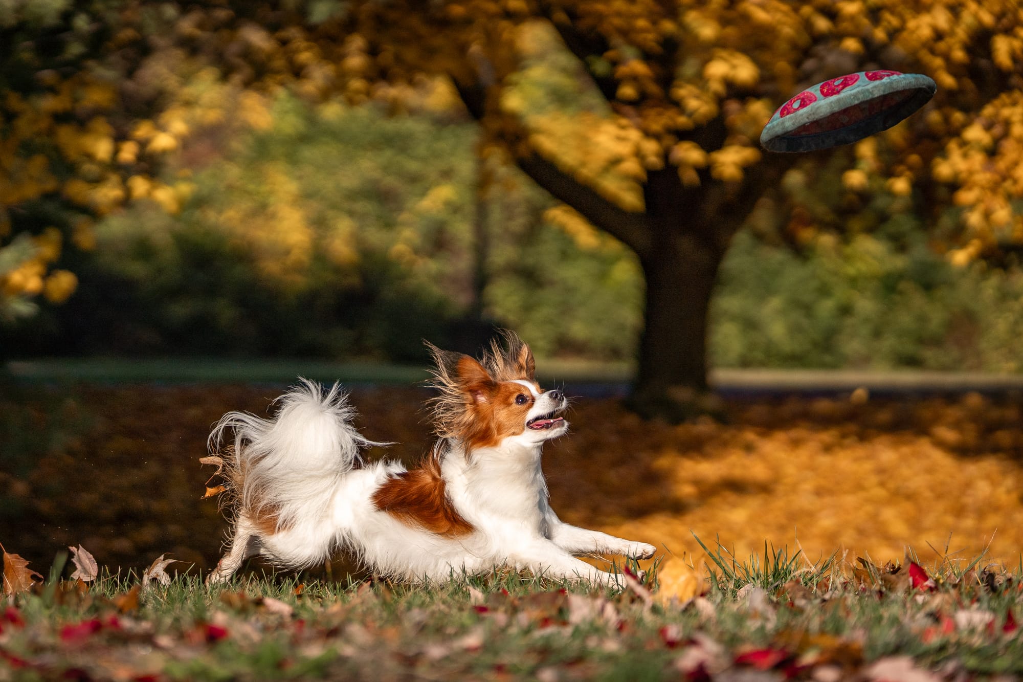 J’Adore Zelicaon Walter’s Perfect Memory FDC FCAT TKN ATT RATS FTI CAA