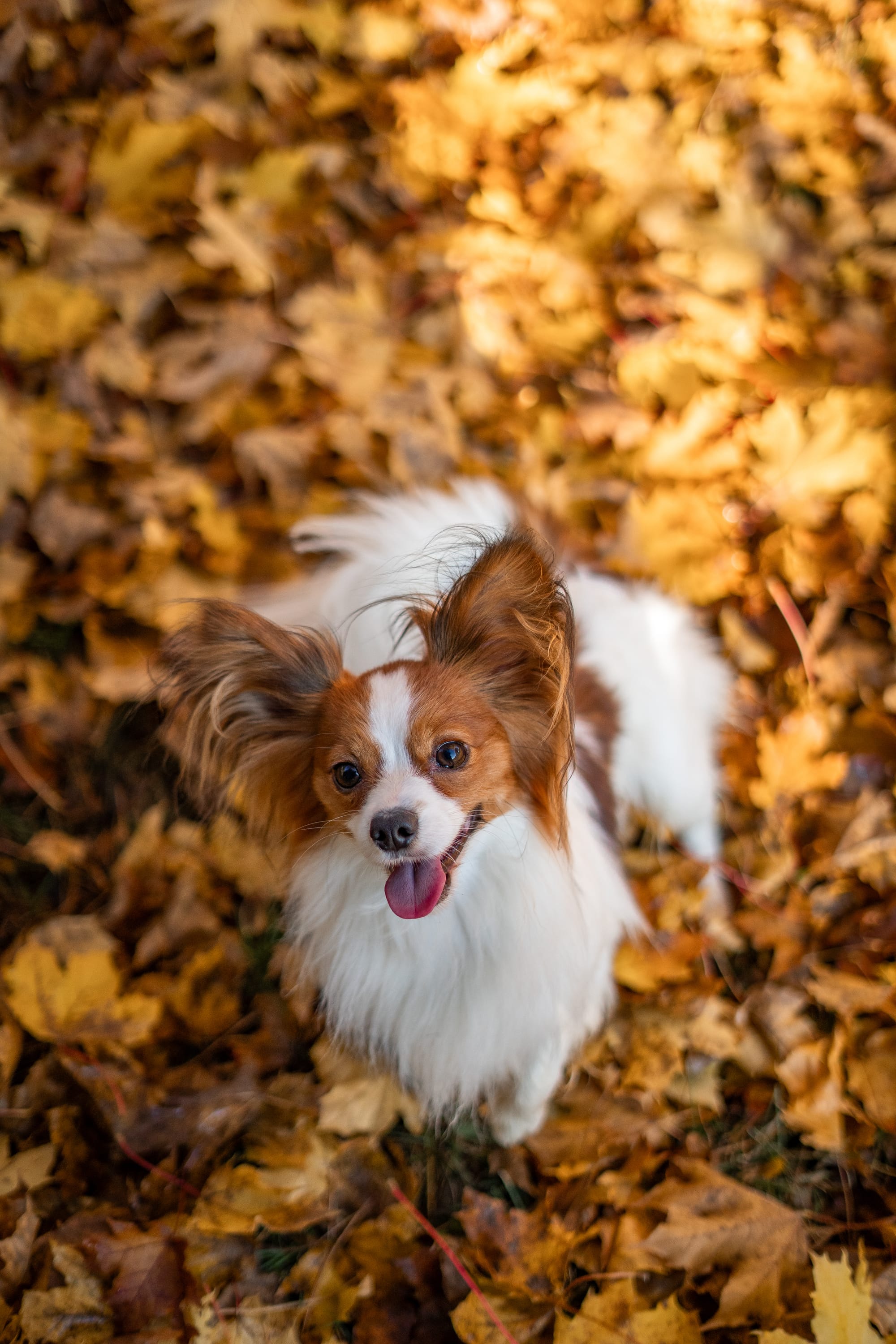 J’Adore Zelicaon Walter’s Perfect Memory FDC FCAT TKN ATT RATS FTI CAA