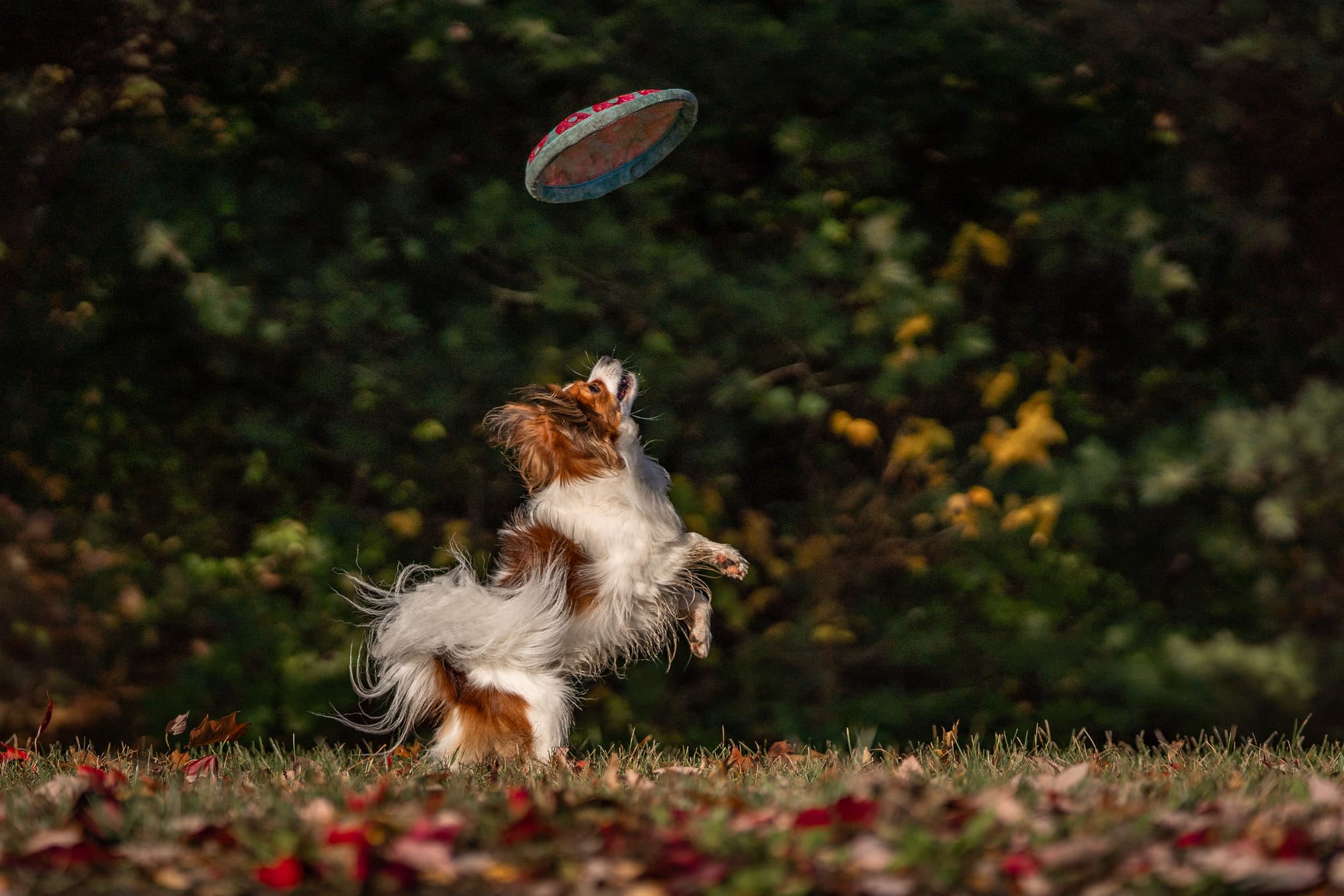 J’Adore Zelicaon Walter’s Perfect Memory FDC FCAT TKN ATT RATS FTI CAA