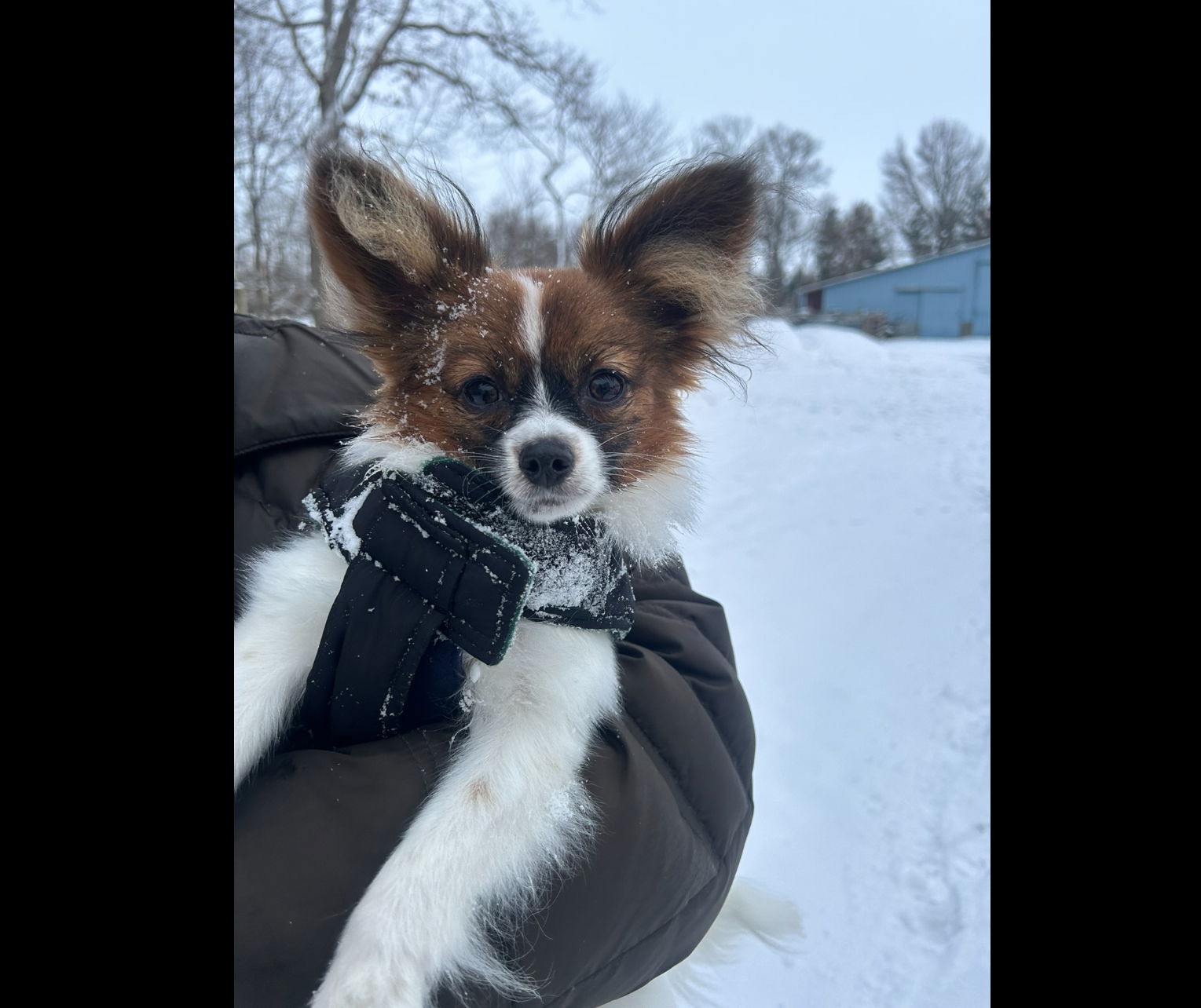 AKC Major Pointed UKC Group Placing Perfect Teddy Bear Dream ATT FDC DCAT CA