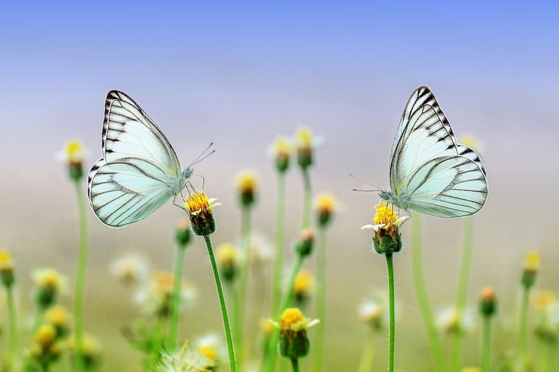 Valutazione on line per la scelta dei fiori di bach