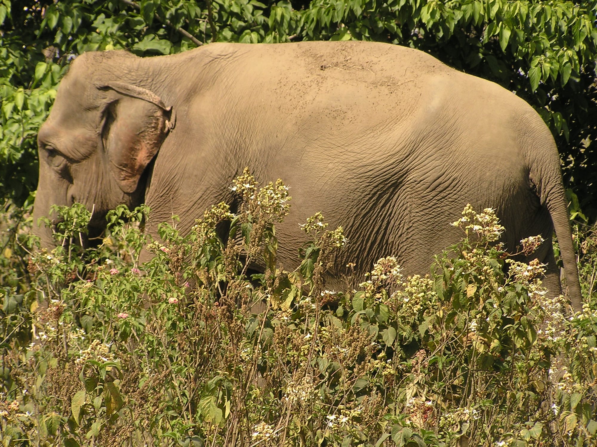 Chilar Game Reserve