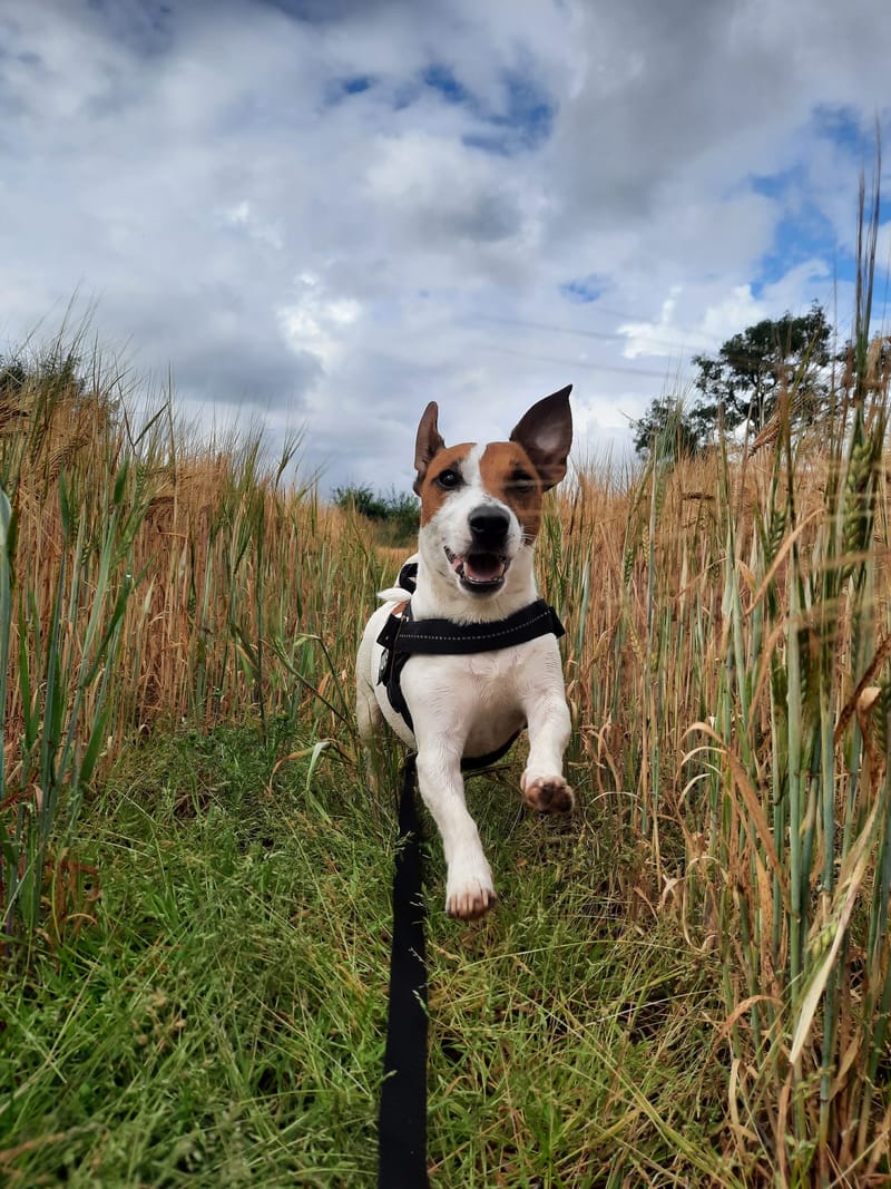 Dog Walking / Daycare