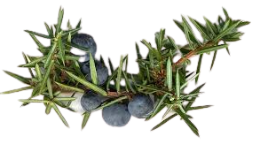 Wild Juniper
