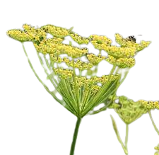 Wild Fennel
