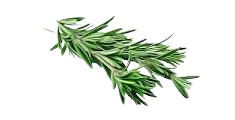 Rosemary