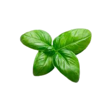 Basil