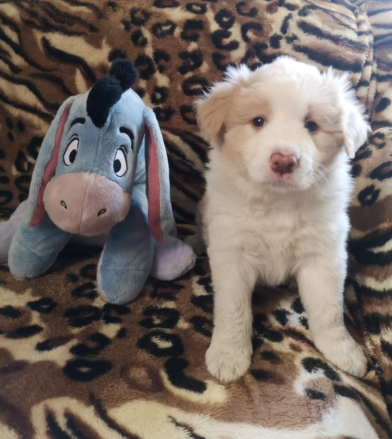 Angelic Smile (6 hetesen/ 6 weeks old)