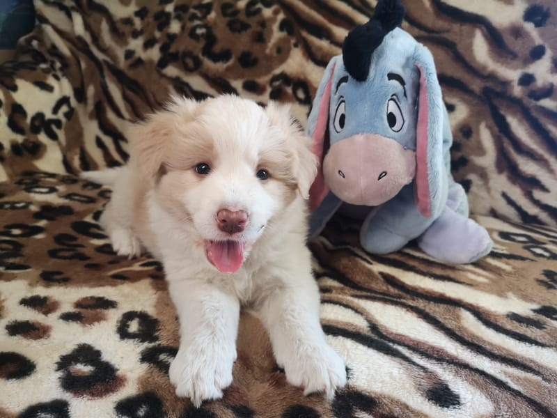 Angelic Smile (6 hetesen/ 6 weeks old)