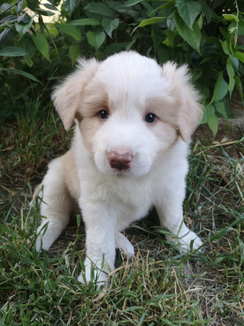 Angelic Smile (6 hetesen/ 6 weeks old)