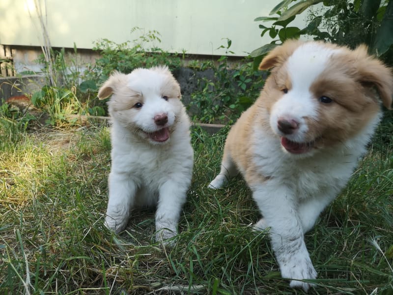 Angelic Smile (6 hetesen/ 6 weeks old)