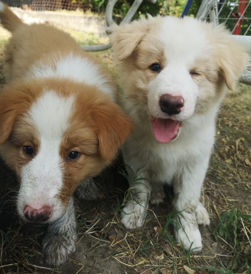 Angelic Smile (6 hetesen/ 6 weeks old)