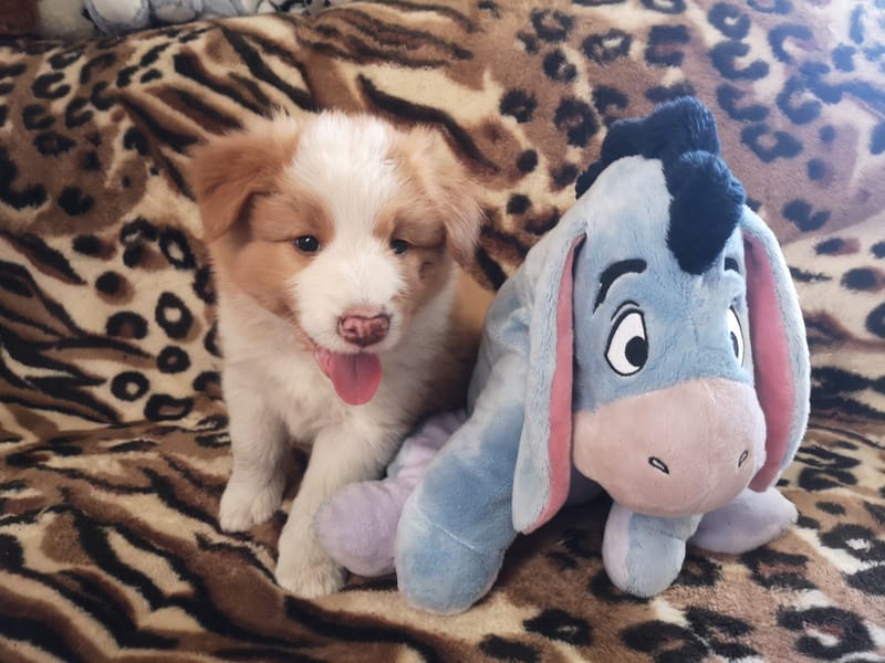 Angelic Blade (6 hetesen/ 6 weeks old)