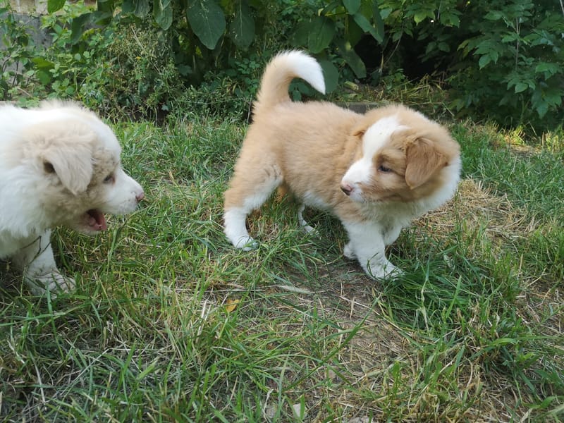 Angelic Blade (6 hetesen/ 6 weeks old)