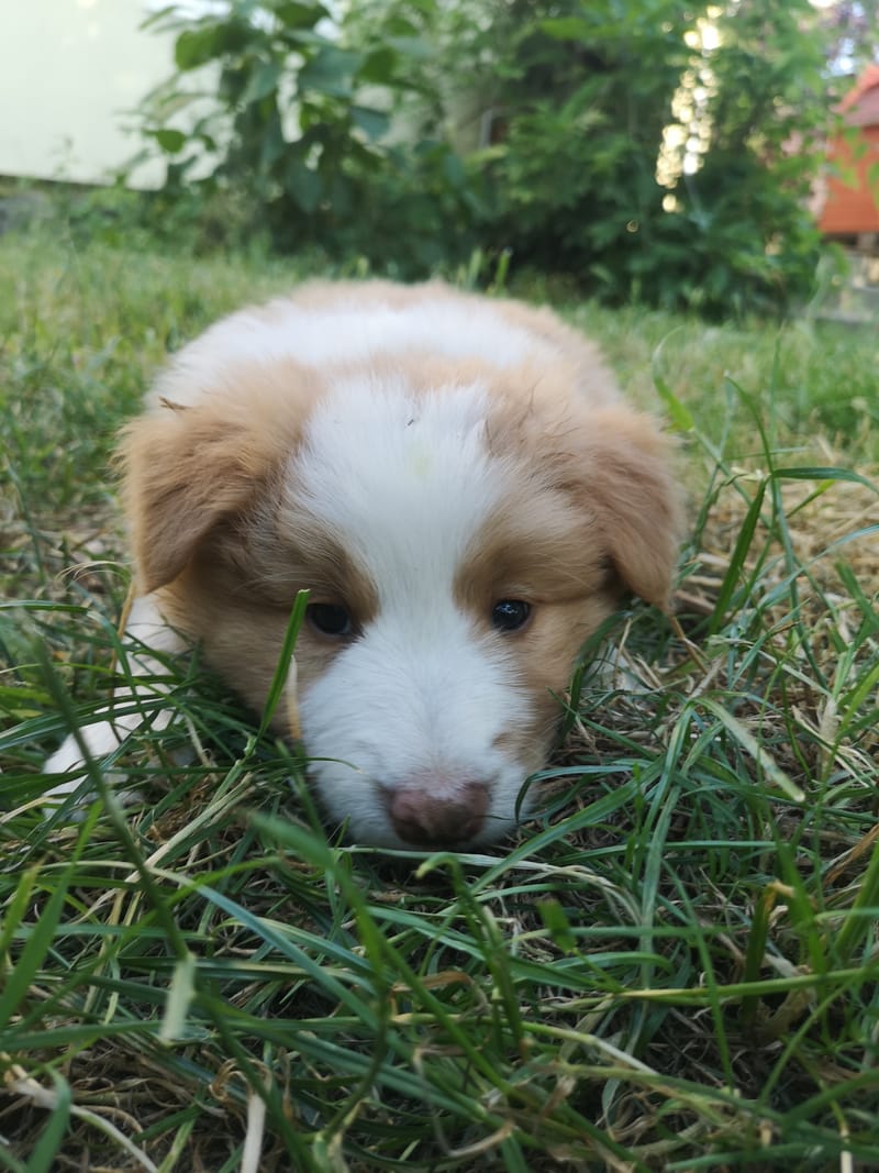 Angelic Blade (6 hetesen/ 6 weeks old)
