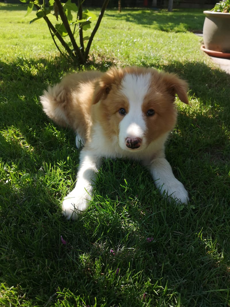 Angelic Blade (6 hetesen/ 6 weeks old)