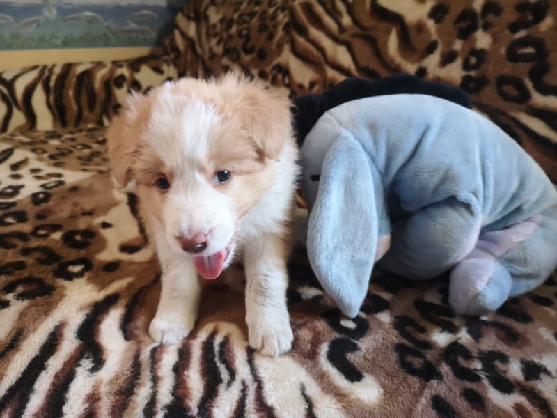 Angelic Sunrise (6 hetesen/ 6 weeks old)