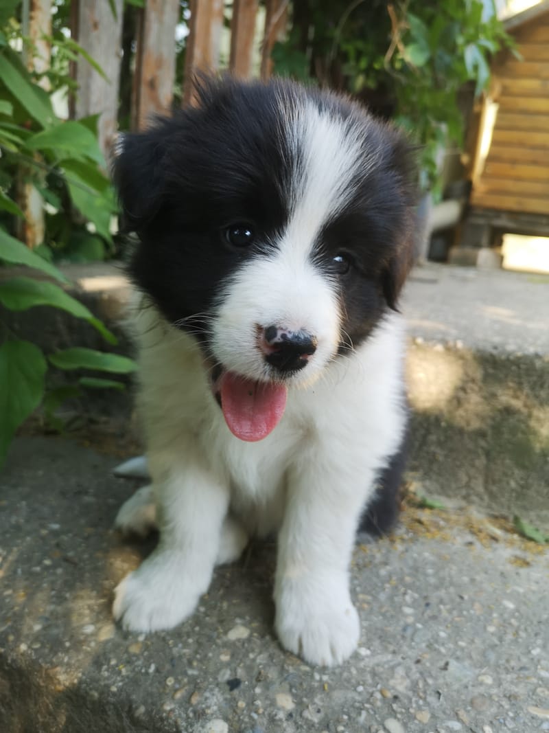 Angelic Night (6 hetesen/ 6 weeks old)