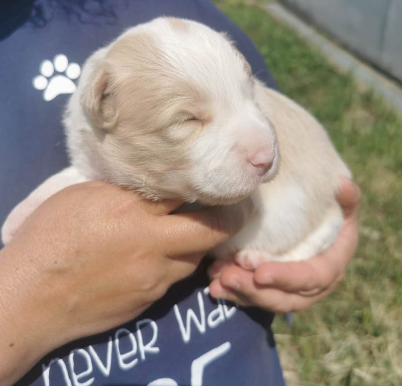 Már két hetesek vagyunk. / We're 2 weeks old.