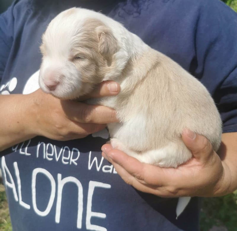 Már két hetesek vagyunk. / We're 2 weeks old.