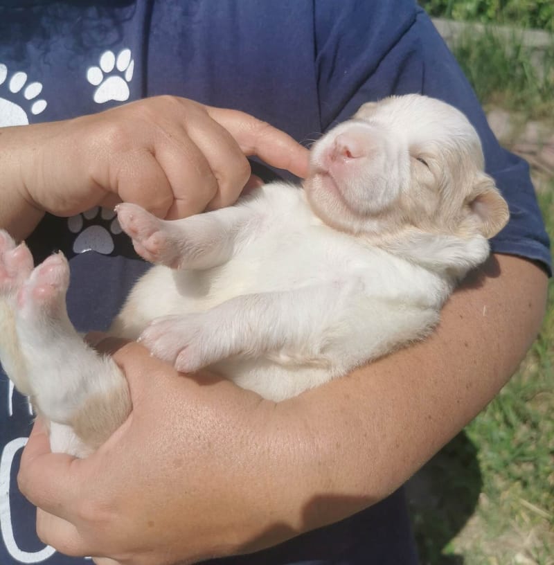 Már két hetesek vagyunk. / We're 2 weeks old.
