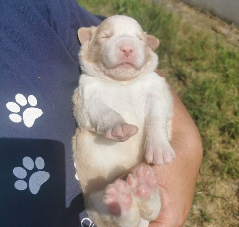 Már két hetesek vagyunk. / We're 2 weeks old.