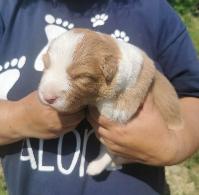 Már két hetesek vagyunk. / We're 2 weeks old.