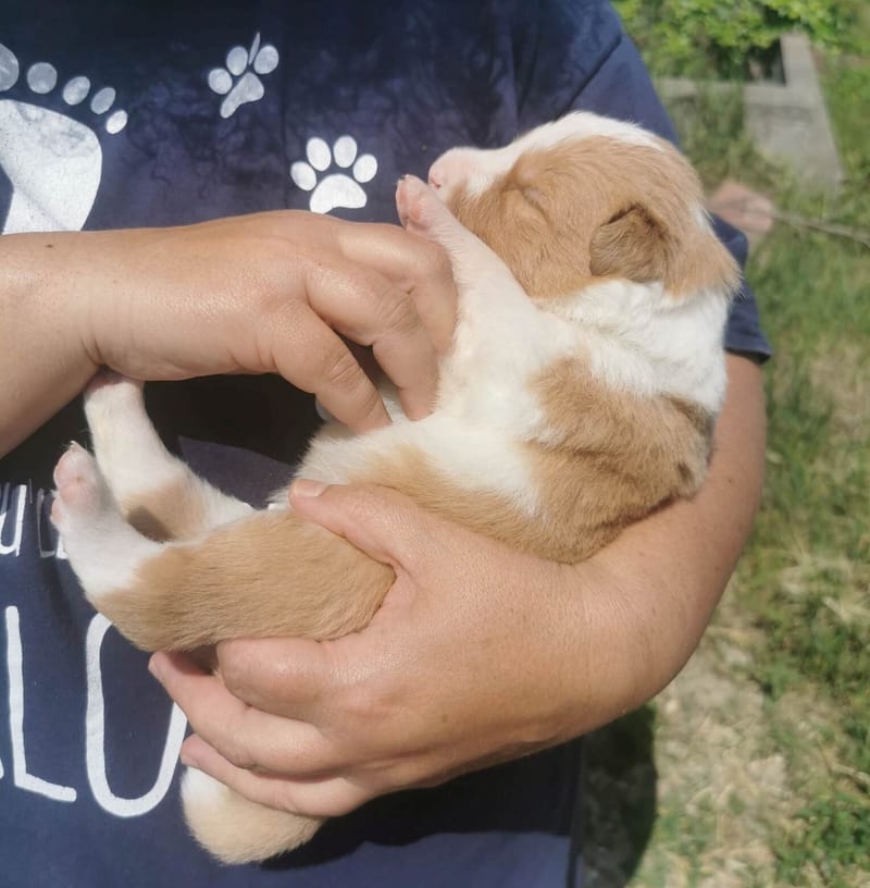 Már két hetesek vagyunk. / We're 2 weeks old.