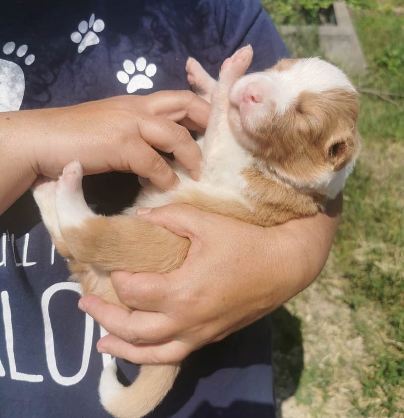 Már két hetesek vagyunk. / We're 2 weeks old.