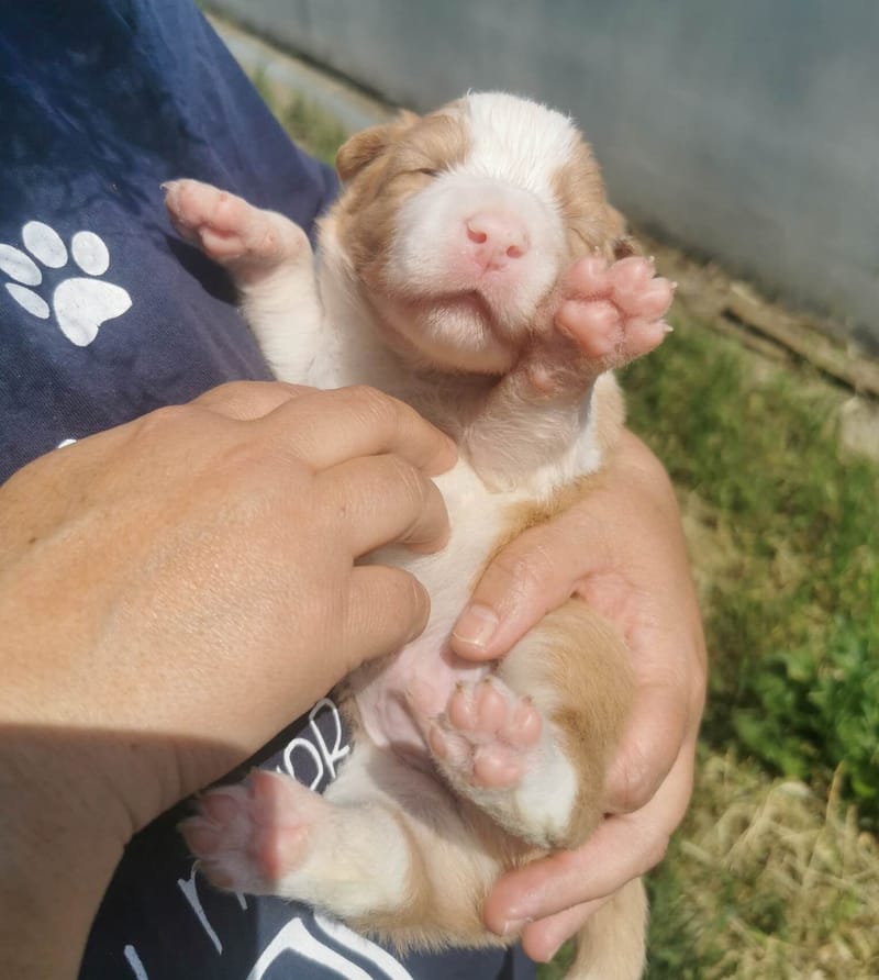 Már két hetesek vagyunk. / We're 2 weeks old.