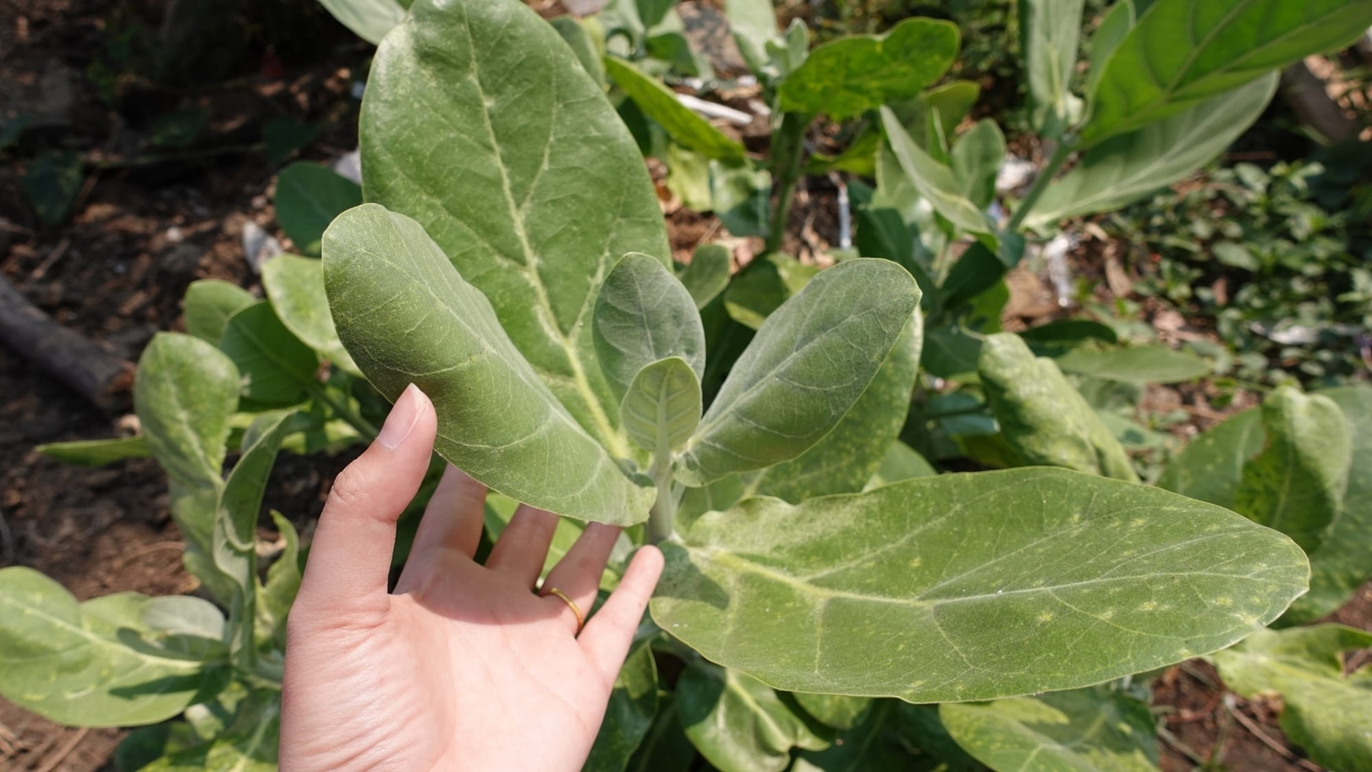 ประโยชน์การใช้เพอร์ไลท์ในการปลูกพืช