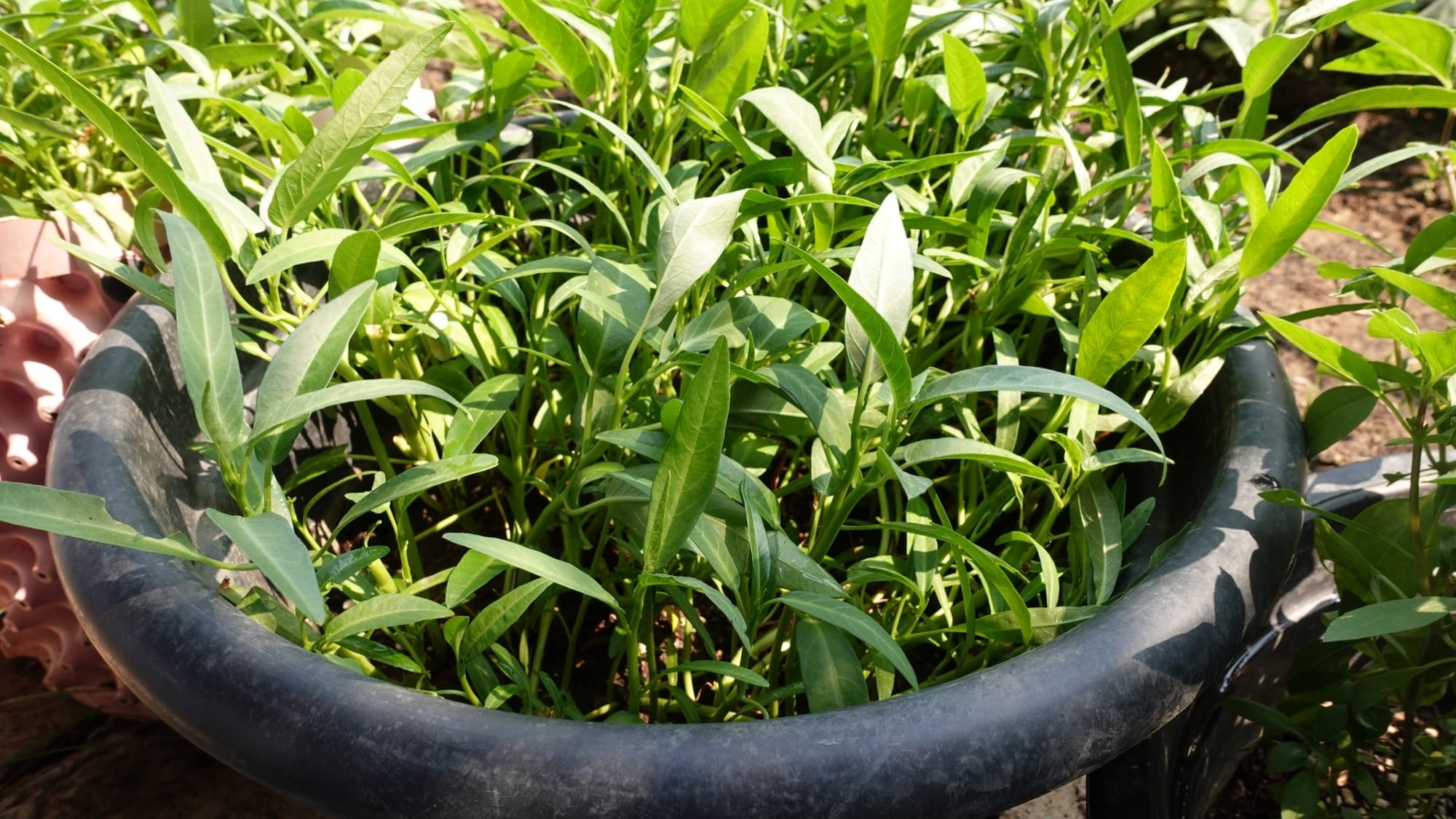 ประโยชน์การใช้เพอร์ไลท์ในการปลูกพืช