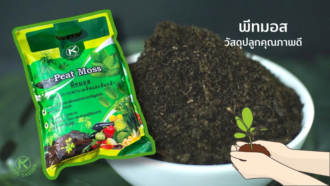 พีทมอส ( PEAT MOSS ) คืออะไร