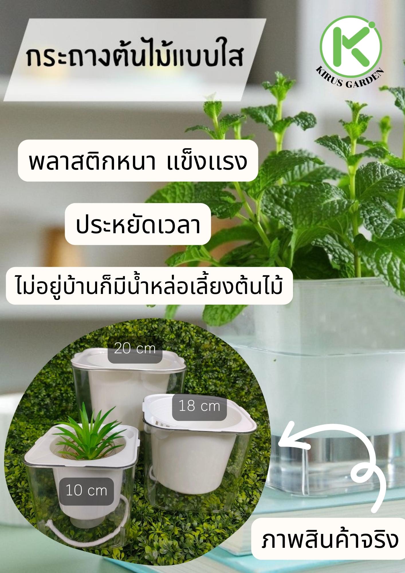 Transparent plant pot
