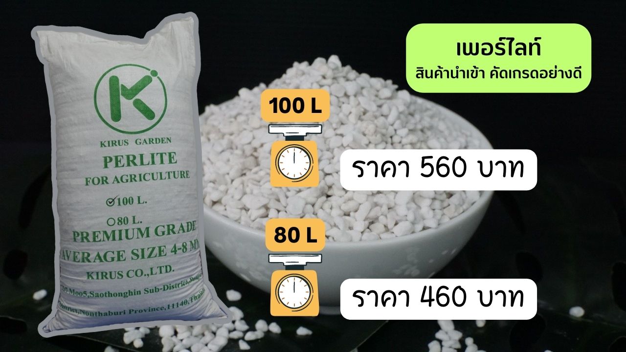 ราคา เพอร์ไลท์วัสดุปลุกคุณภาพดีจาก Kirus Garden