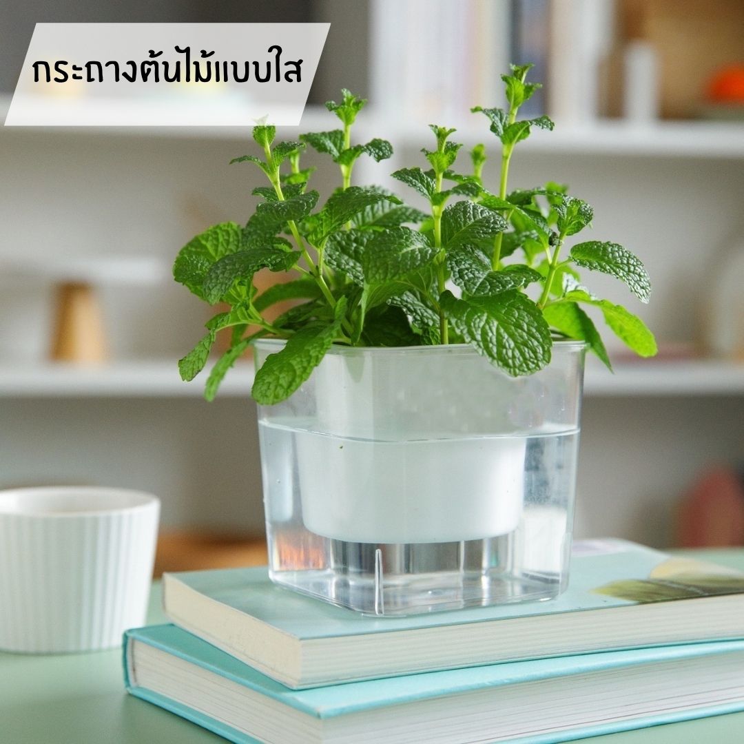 Chậu hoa trong suốt tự tưới nước tự hấp thụ dành