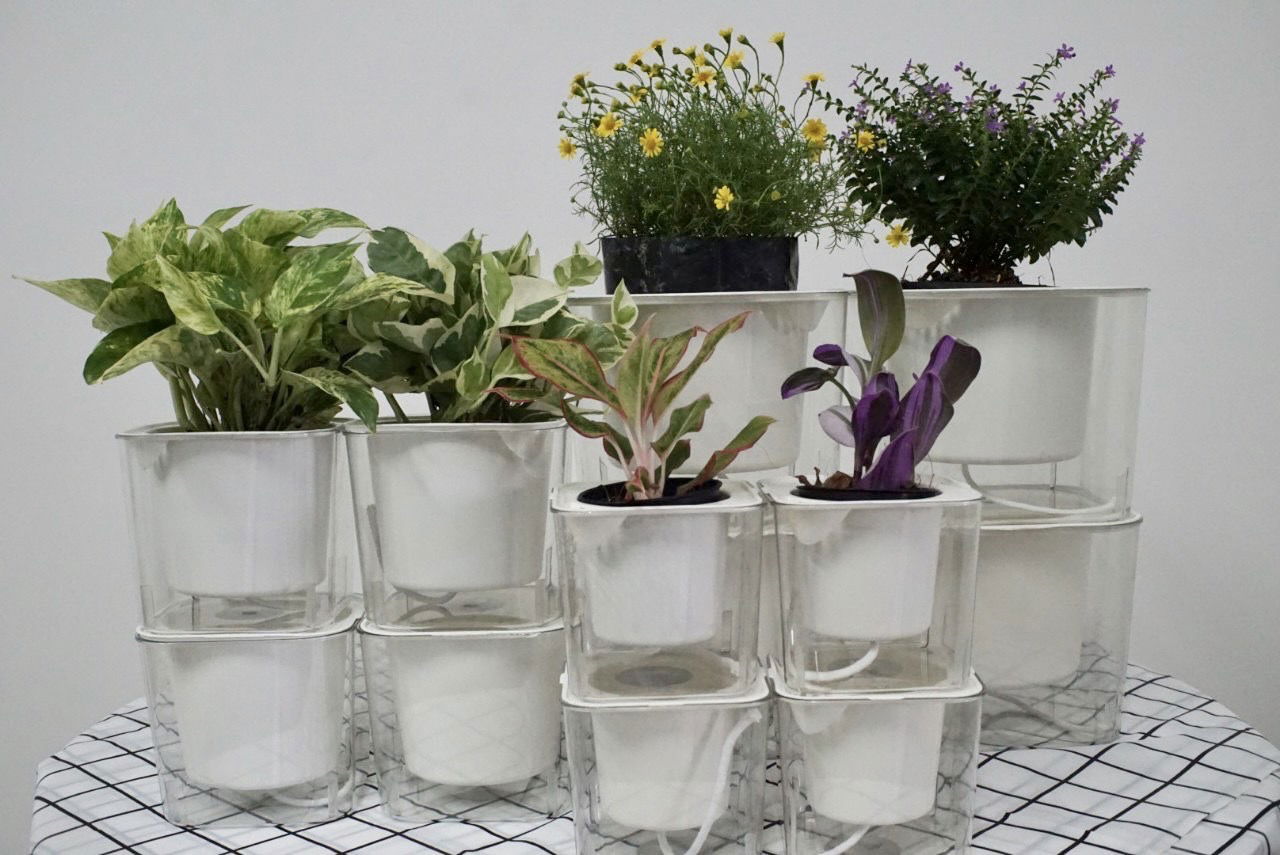 Chậu hoa trong suốt tự tưới nước tự hấp thụ dành