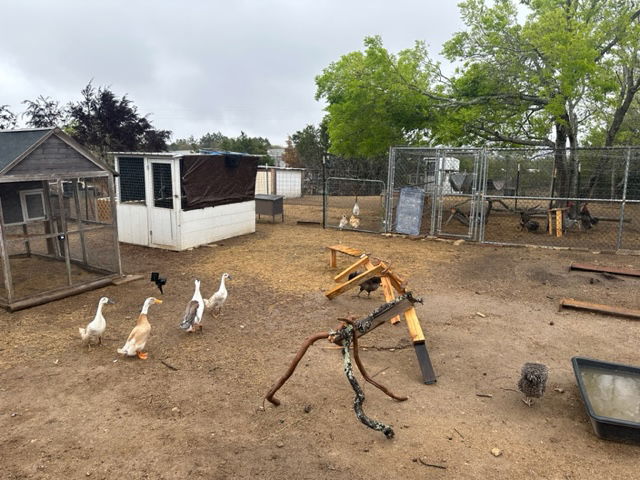 Update to the Chicken Yard