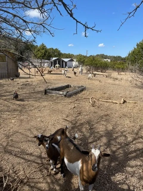 Our Goat yard has an obstacle course