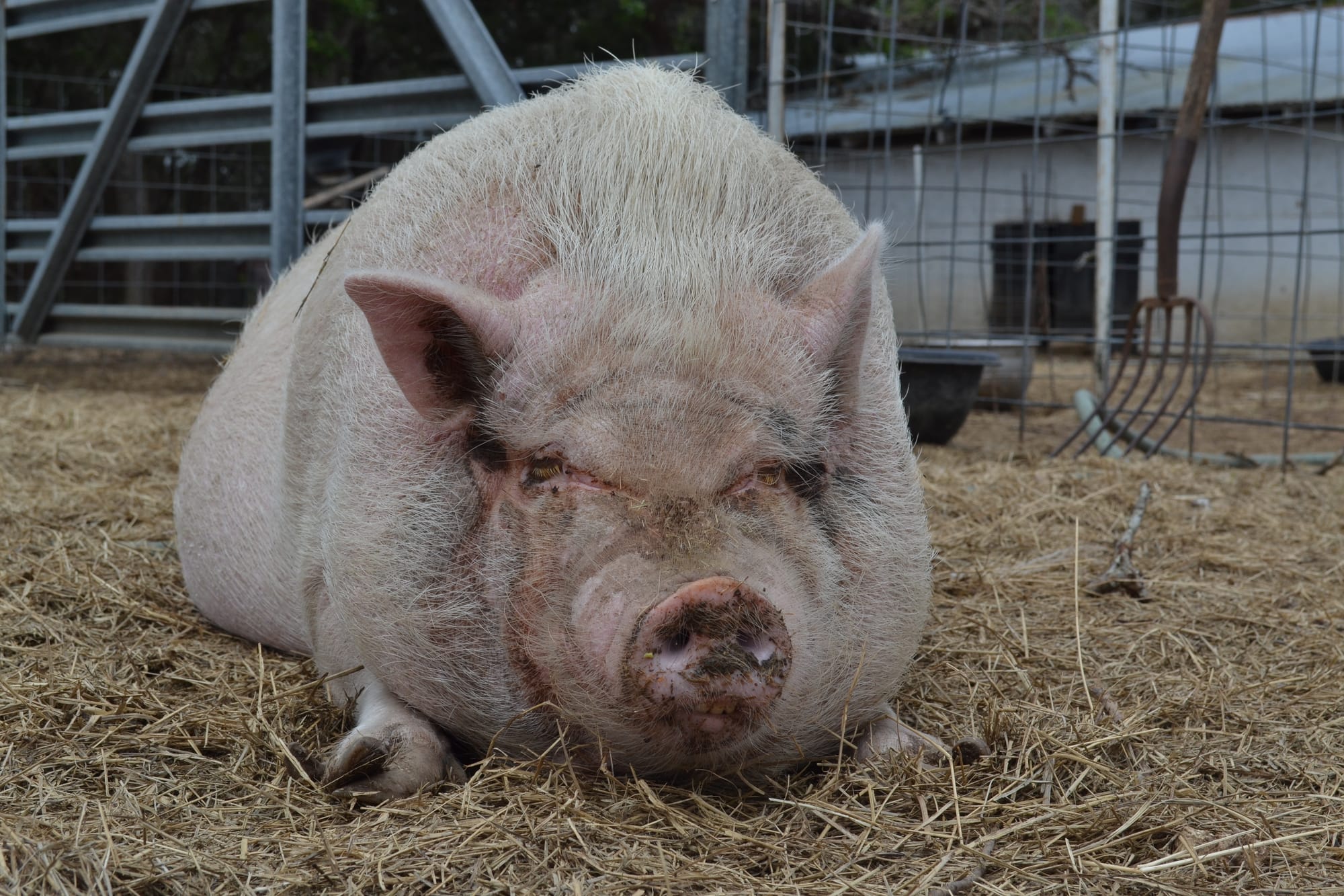 Dixie The Potbellied Pig 