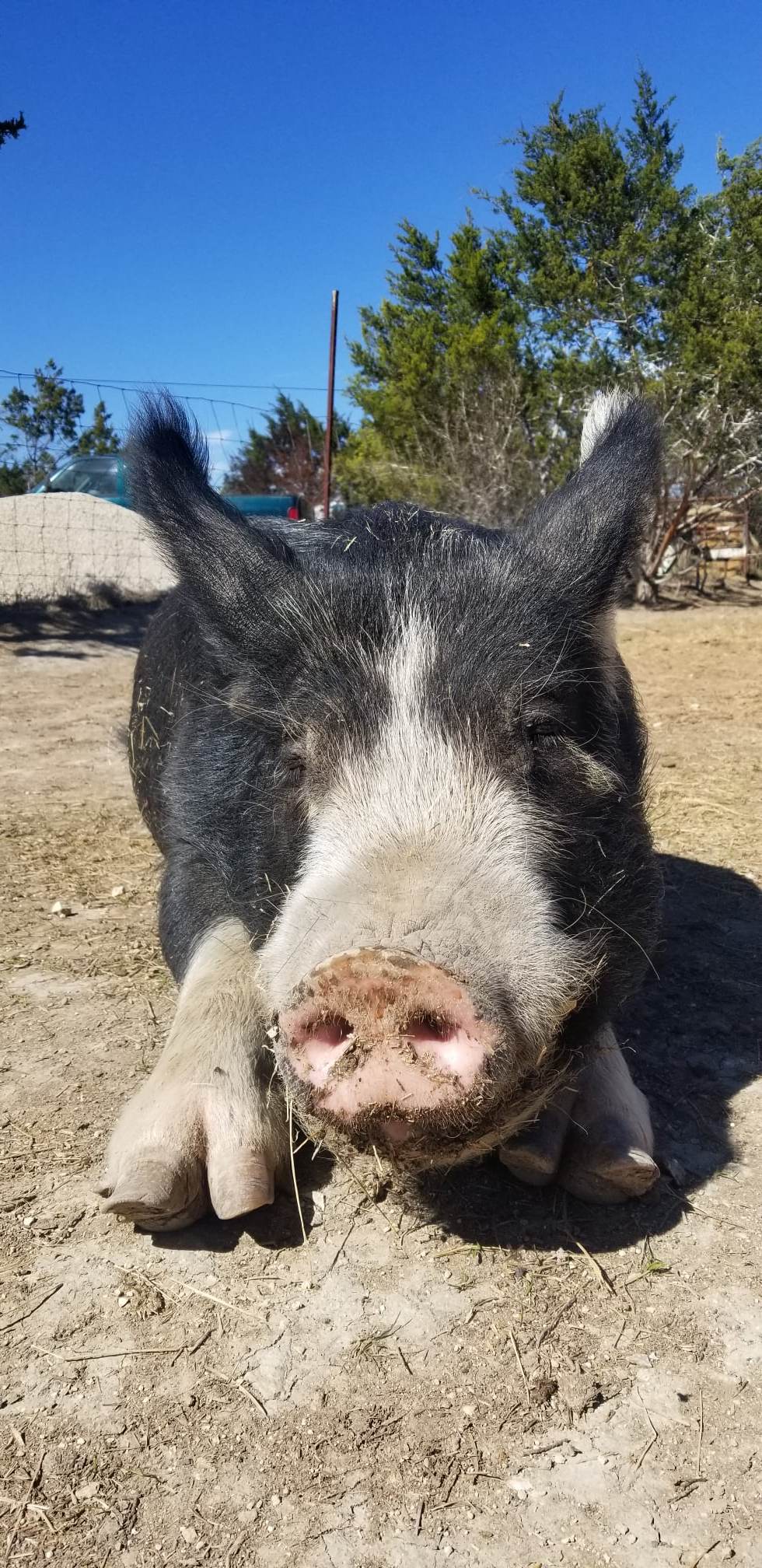Uno The Berkshire Pig
