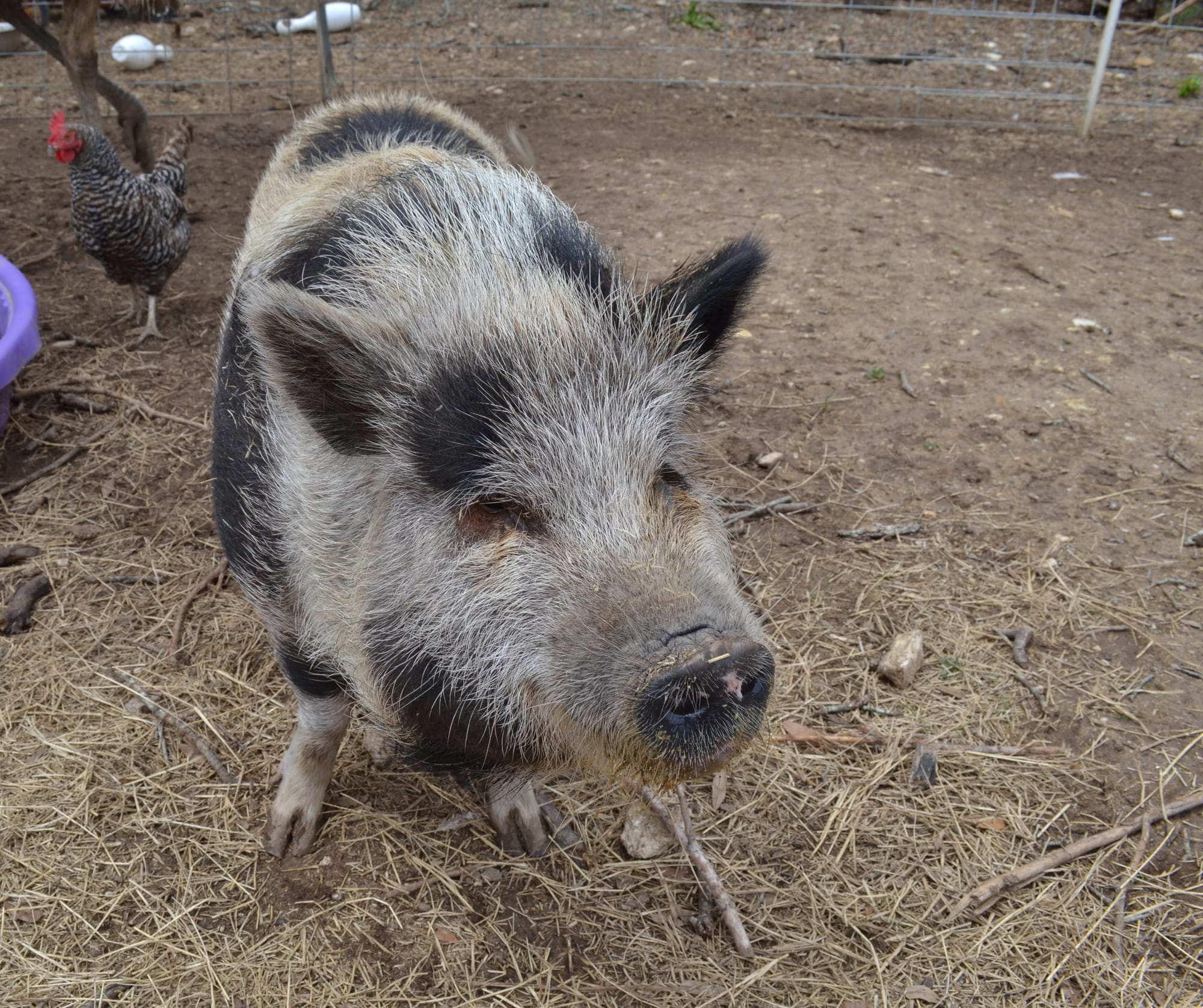 Charlotte The Potbellied Pig 