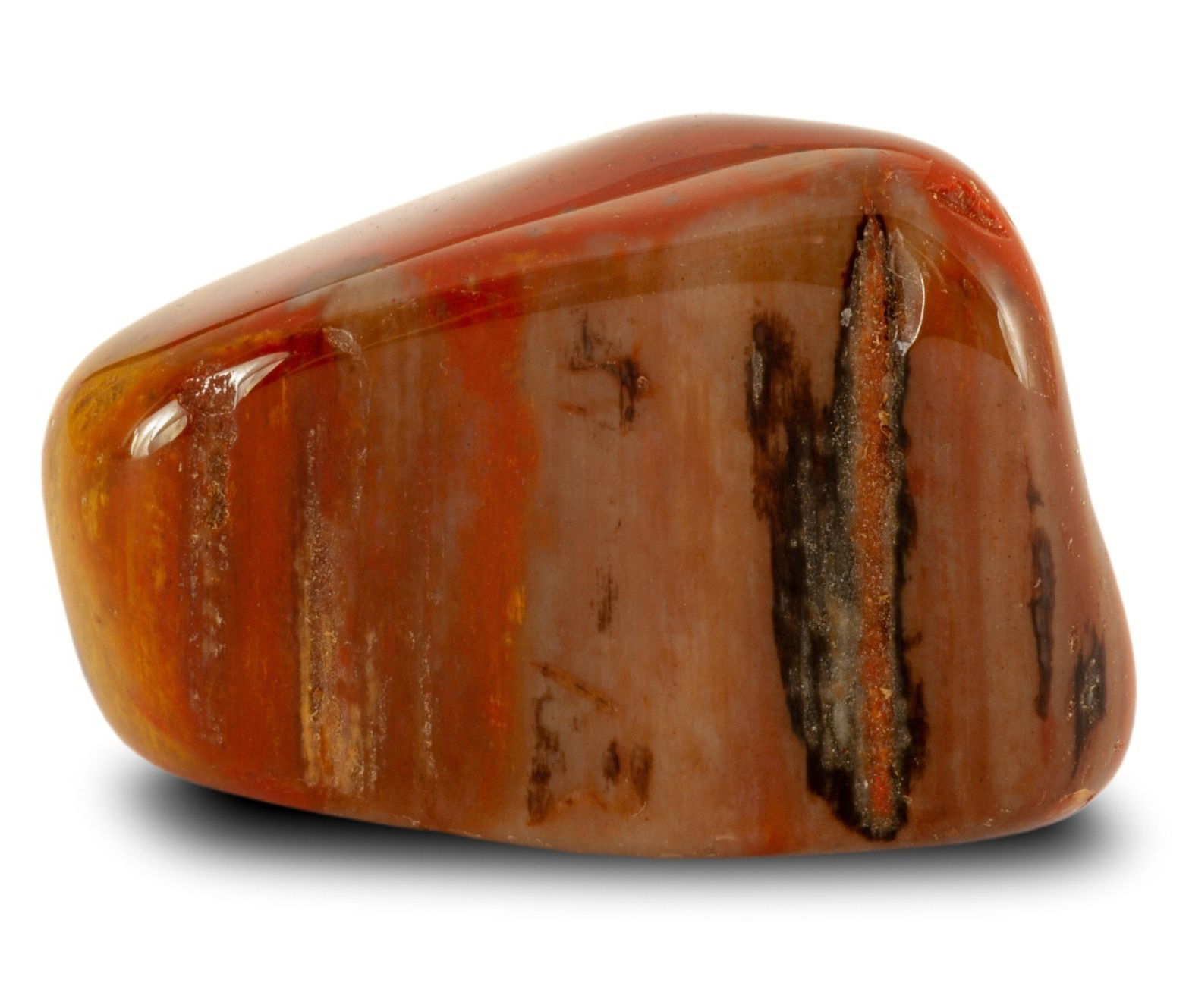 Petrified Wood